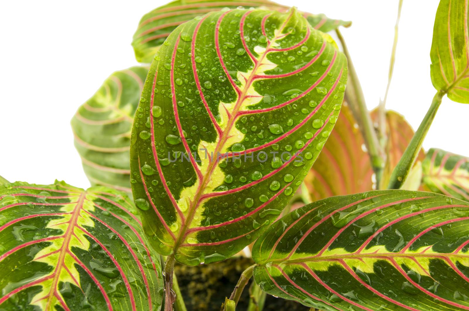 Maranta houseplant on a white background. For your commercial and editorial use