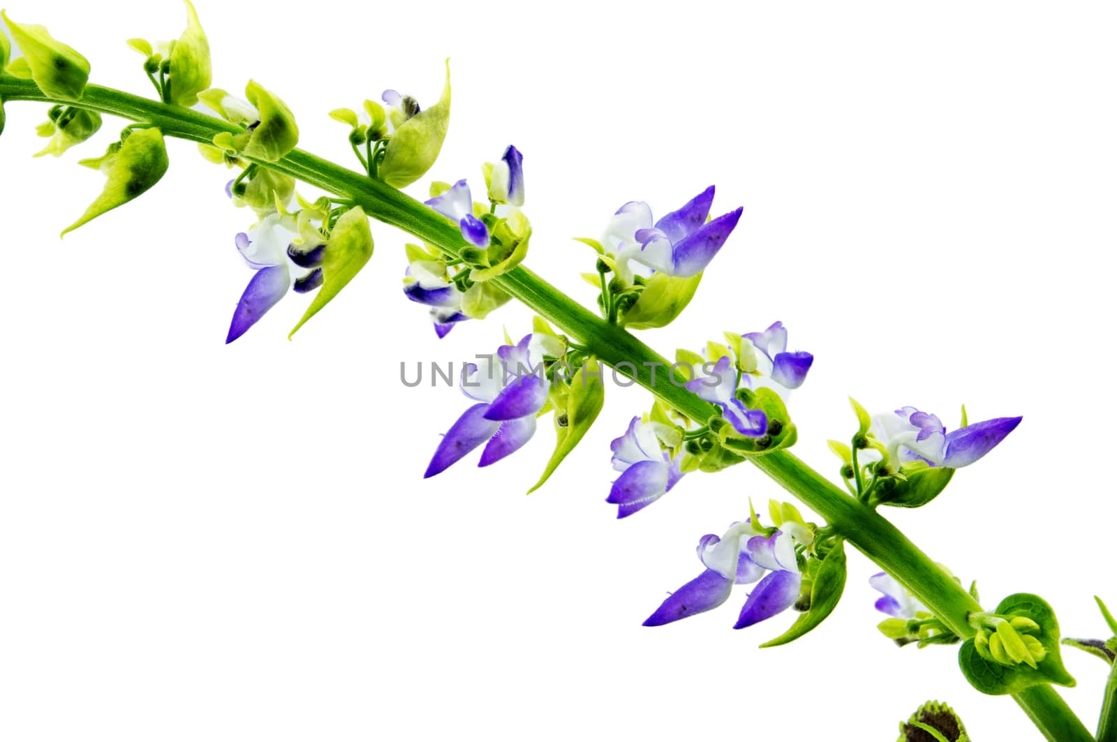 Coleus flowers isolated on white background. For your commercial and editorial use. by serhii_lohvyniuk