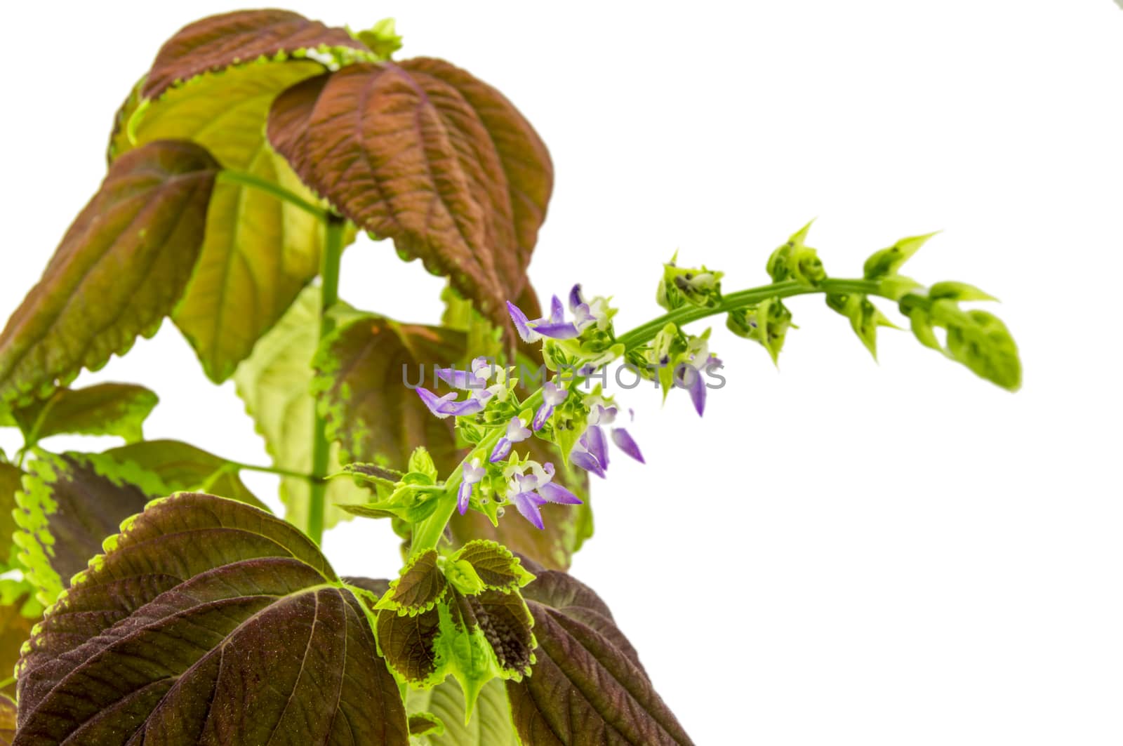 Coleus flowers isolated on white background. For your commercial and editorial use.