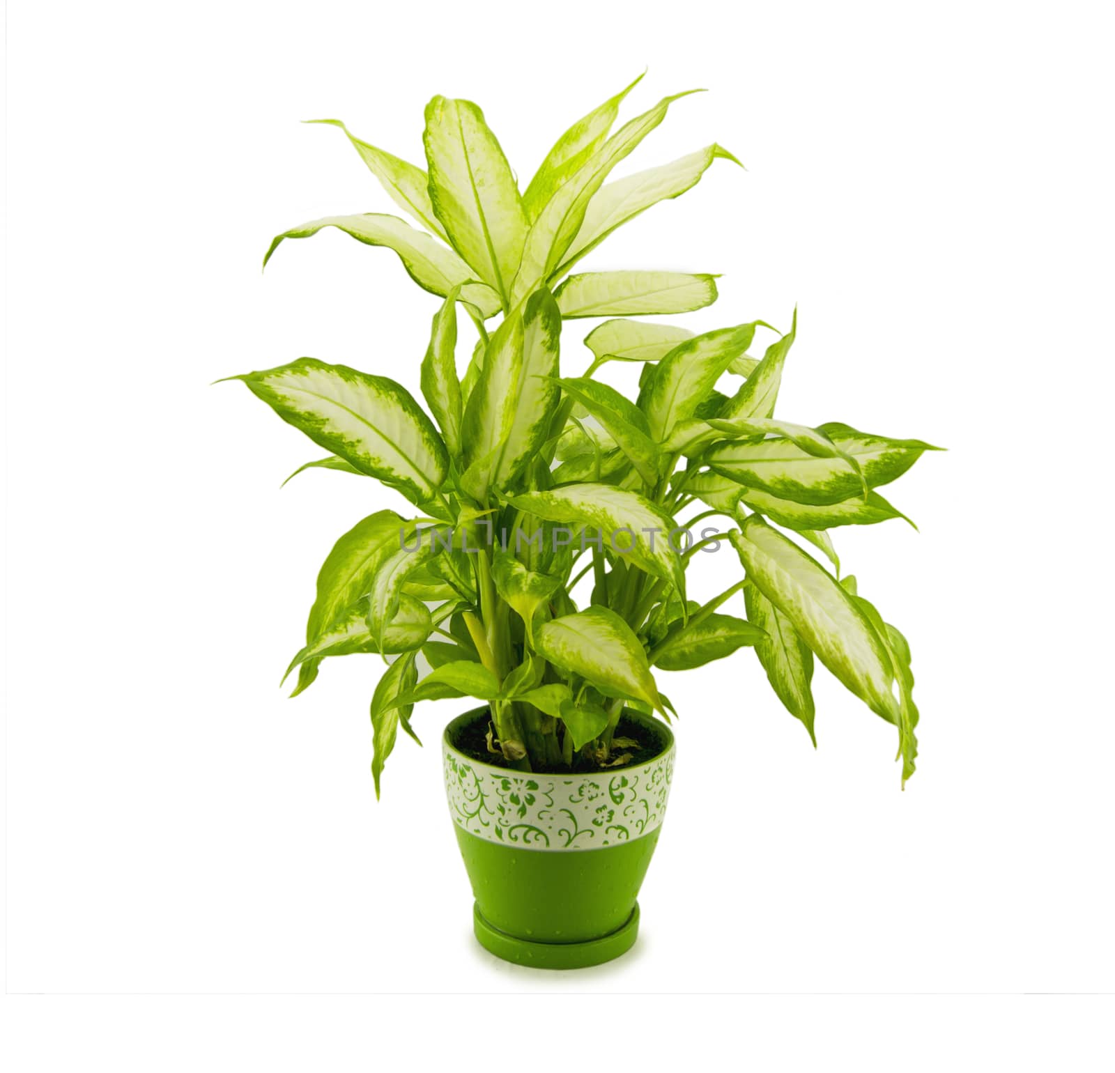 dieffenbachia grows in flowerpot isolated on white