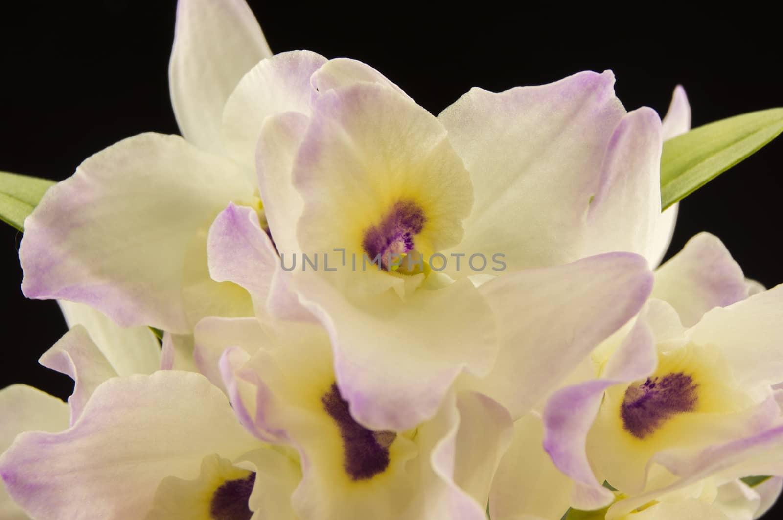 Beautiful white innocent orchid Phalaenopsis on a black background