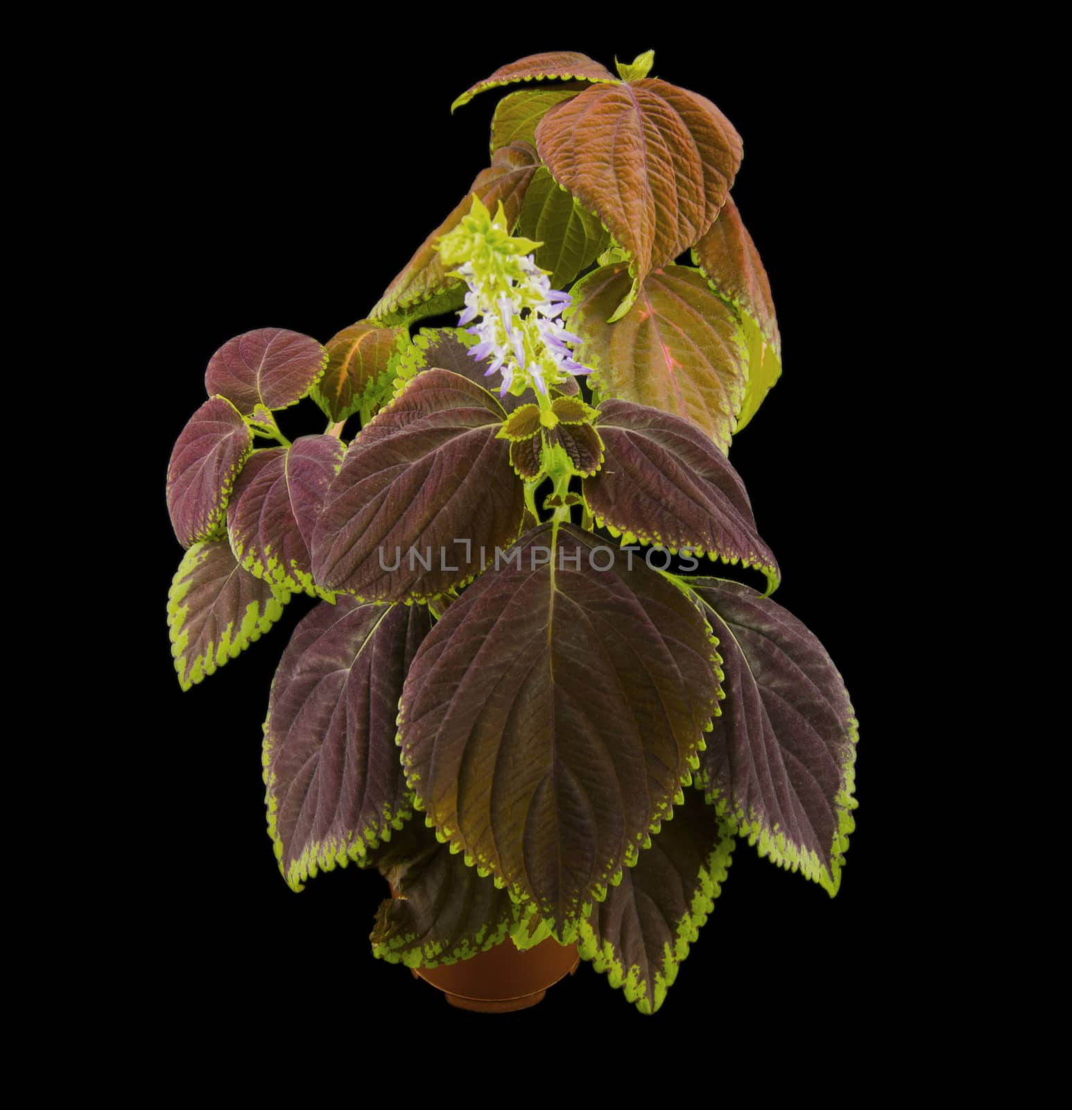 Coleus flowers isolated on black background. For your commercial and editorial use. by serhii_lohvyniuk