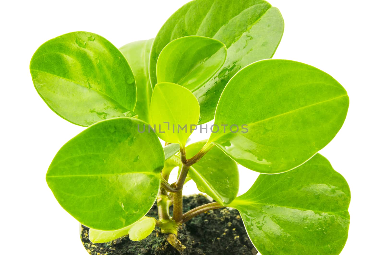 Green peperomia isolated on white background. For your commercial and editorial use
