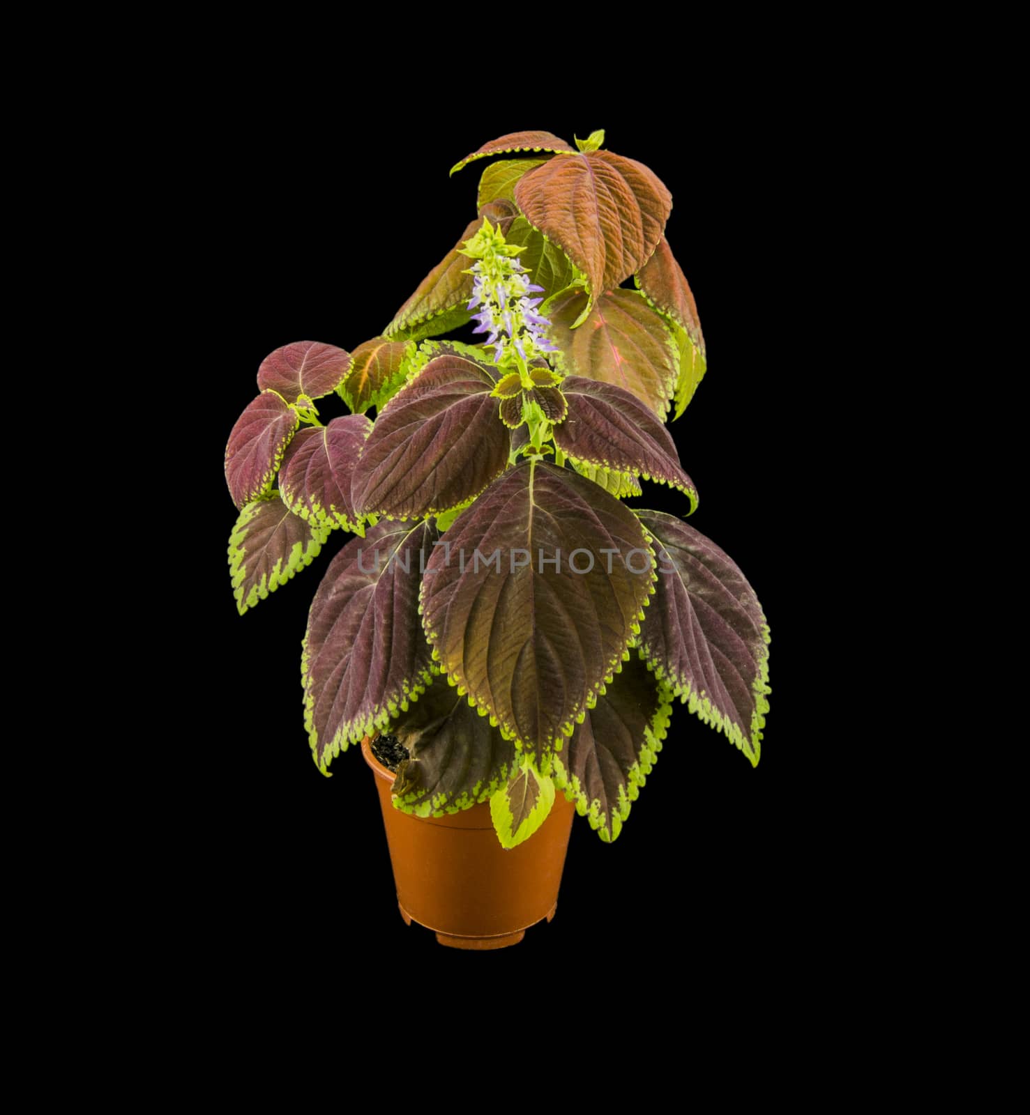 Coleus flowers isolated on black background. For your commercial and editorial use