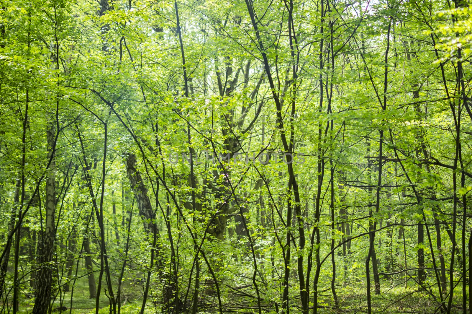 beautiful green forest. For your commercial and editorial use by serhii_lohvyniuk