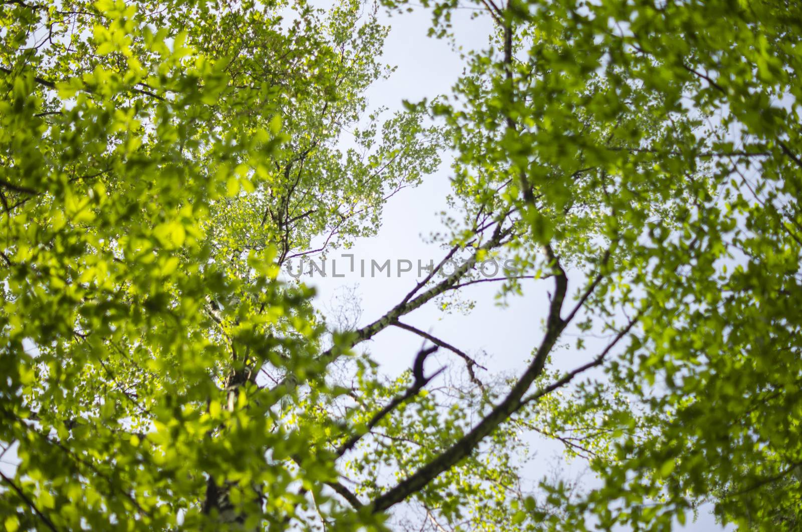 green leaves background in sunny day. For your commercial and editorial use by serhii_lohvyniuk