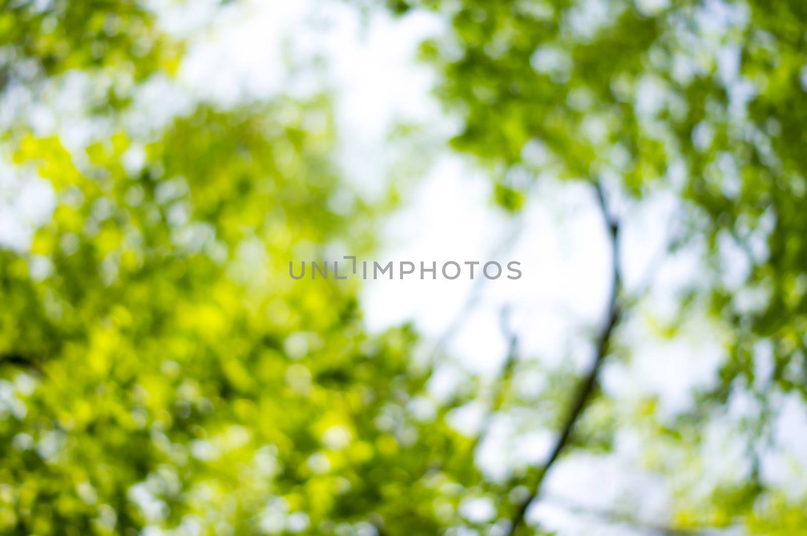 Beautiful Nature Bokeh.Blurred background. For your commercial and editorial use by serhii_lohvyniuk