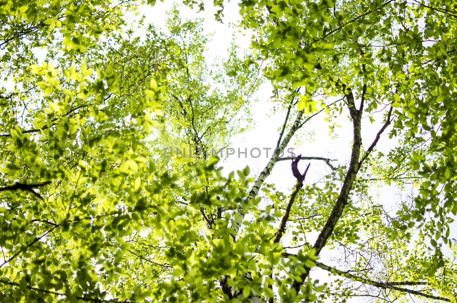 green leaves background in sunny day. For your commercial and editorial use by serhii_lohvyniuk