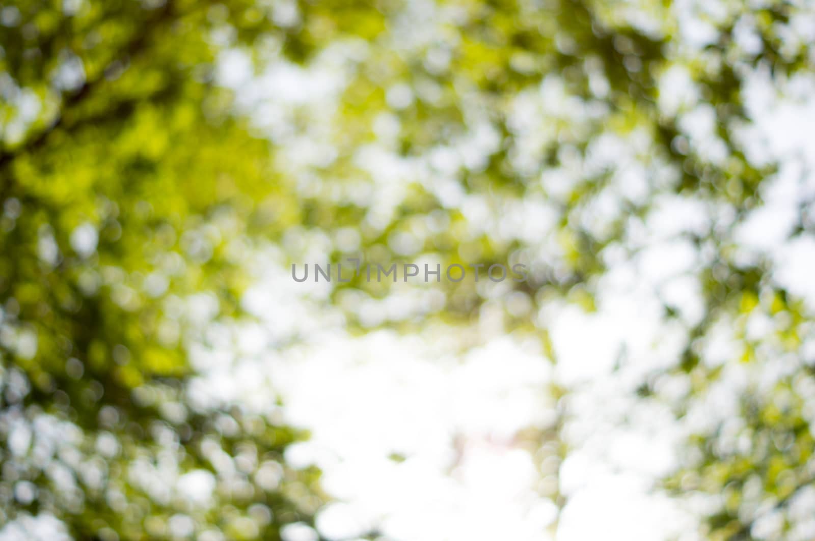 Beautiful Nature Bokeh.Blurred background. For your commercial and editorial use.