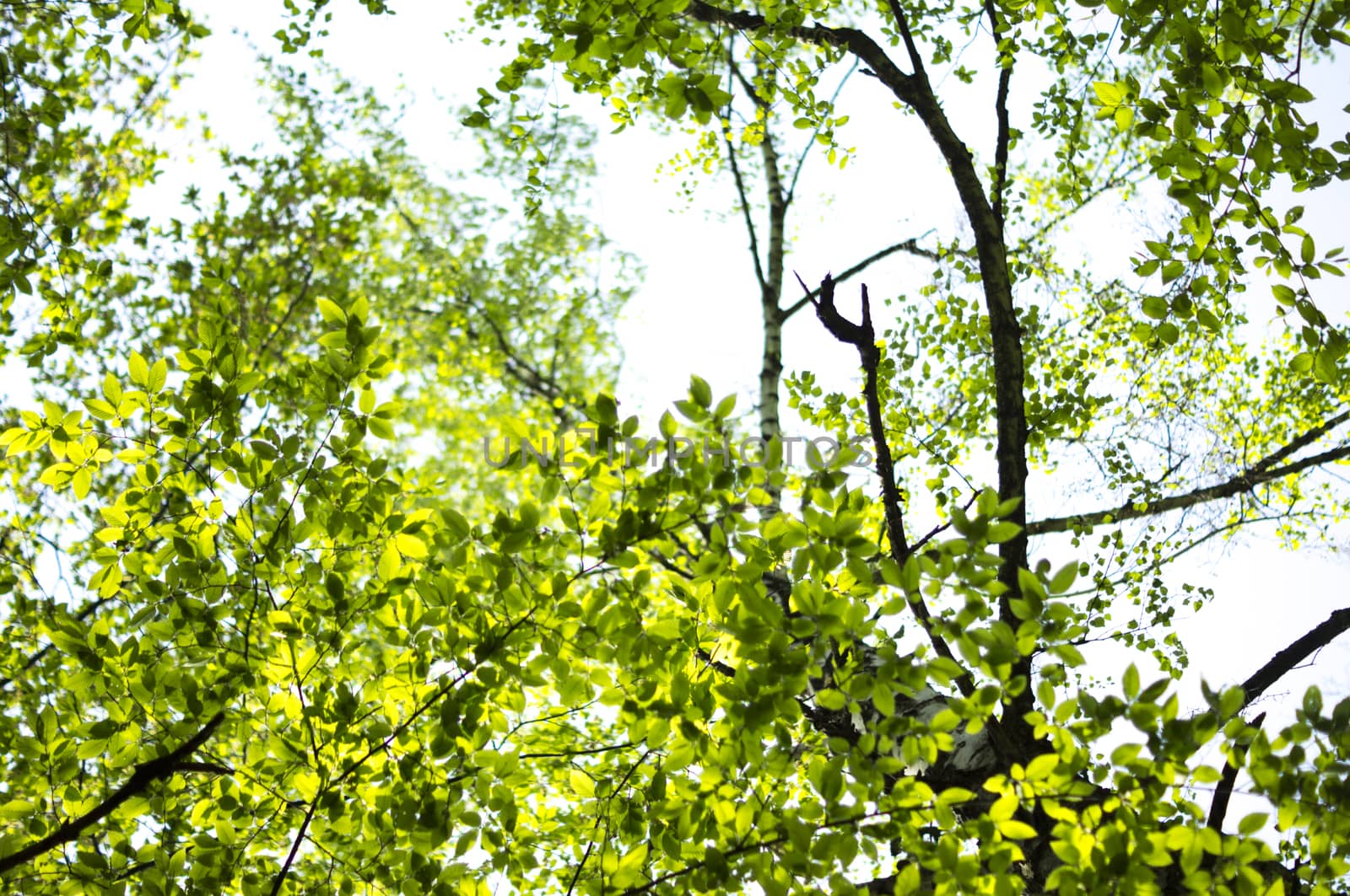 green leaves background in sunny day. For your commercial and editorial use.