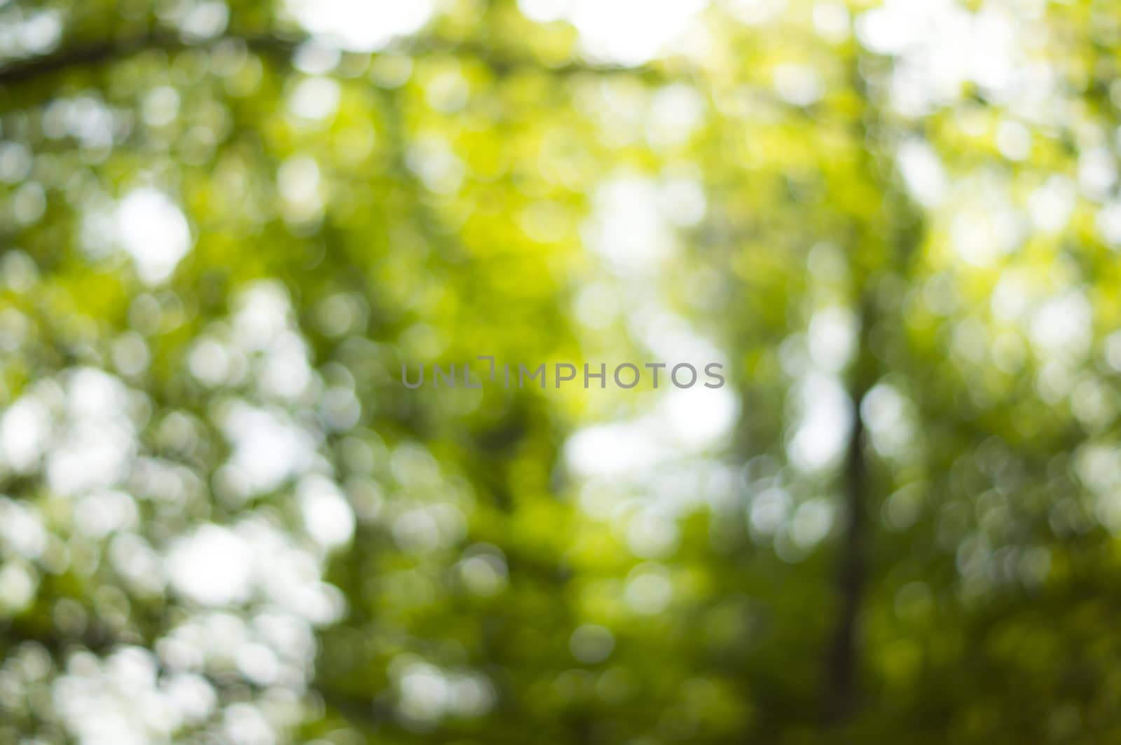 Beautiful Nature Bokeh.Blurred background. For your commercial and editorial use by serhii_lohvyniuk