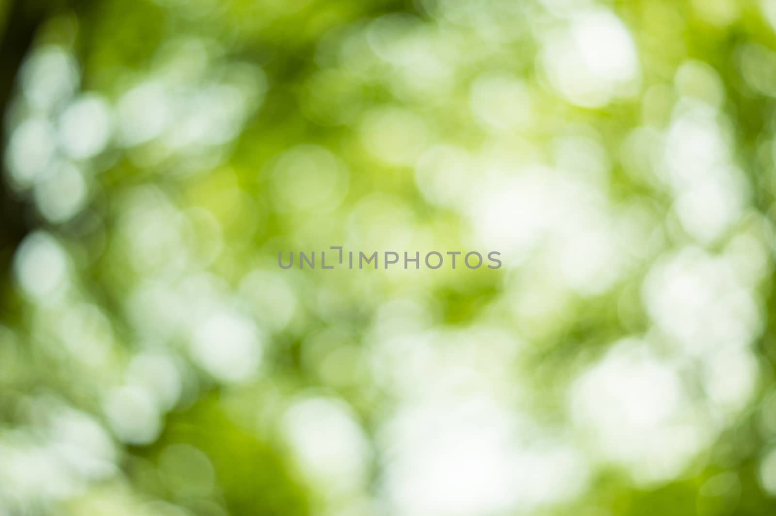 Beautiful Nature Bokeh.Blurred background. For your commercial and editorial use by serhii_lohvyniuk