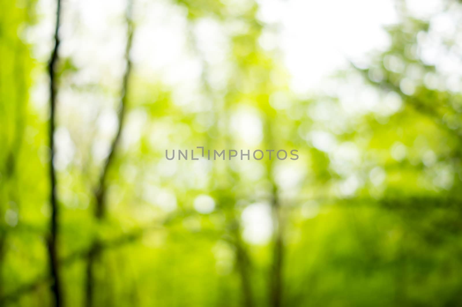 Sunny abstract green nature background, selective focus by serhii_lohvyniuk