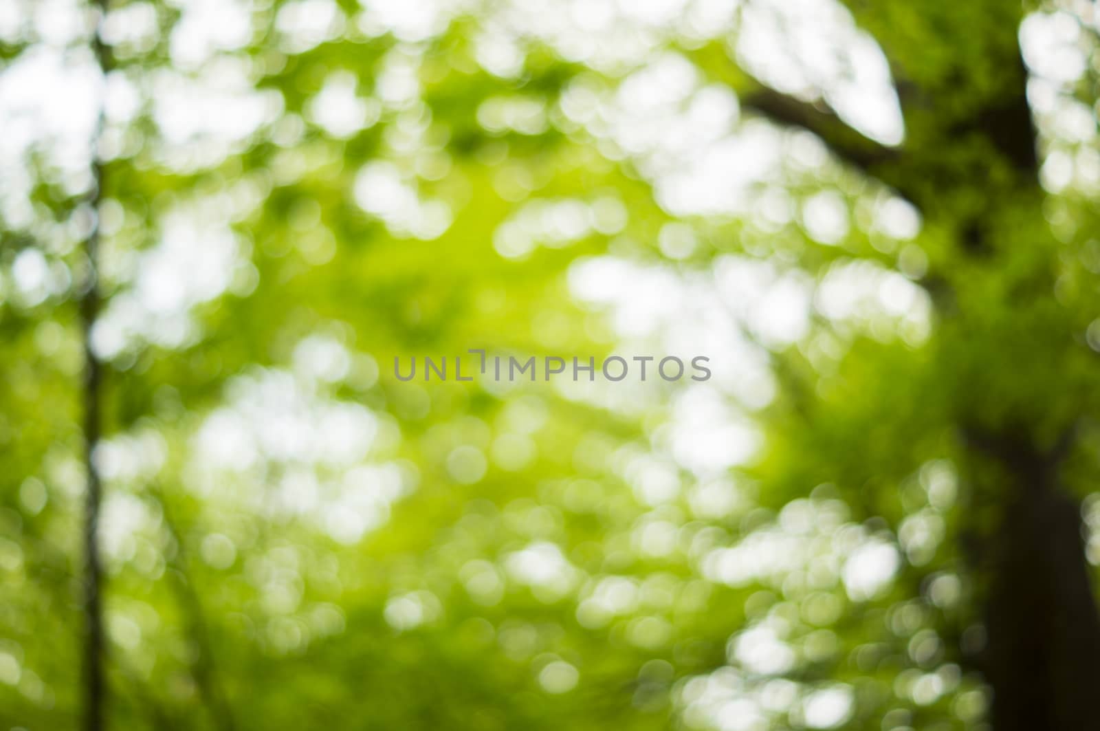 Beautiful Nature Bokeh.Blurred background. For your commercial and editorial use. by serhii_lohvyniuk