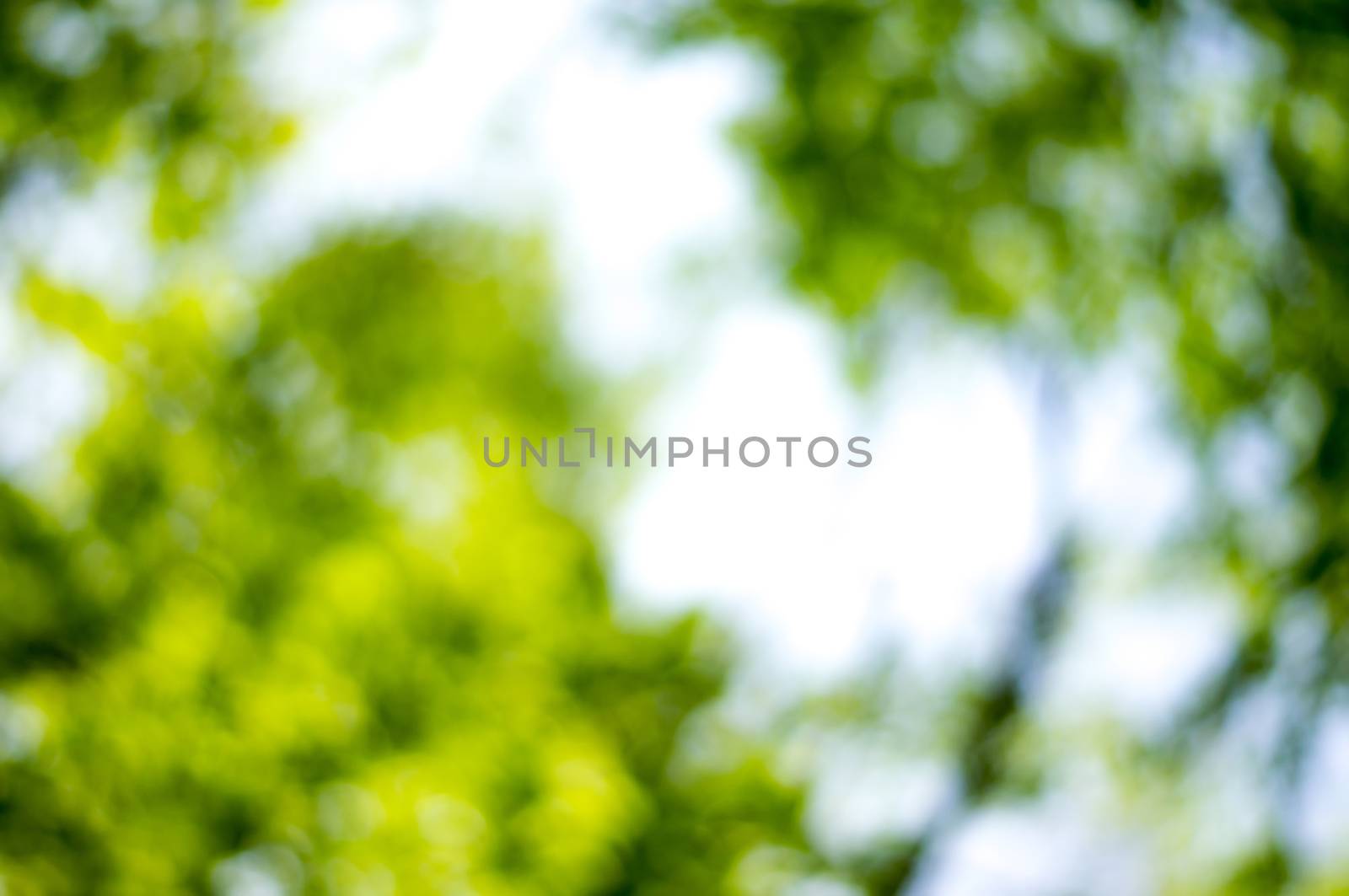 Beautiful Nature Bokeh.Blurred background. For your commercial and editorial use by serhii_lohvyniuk