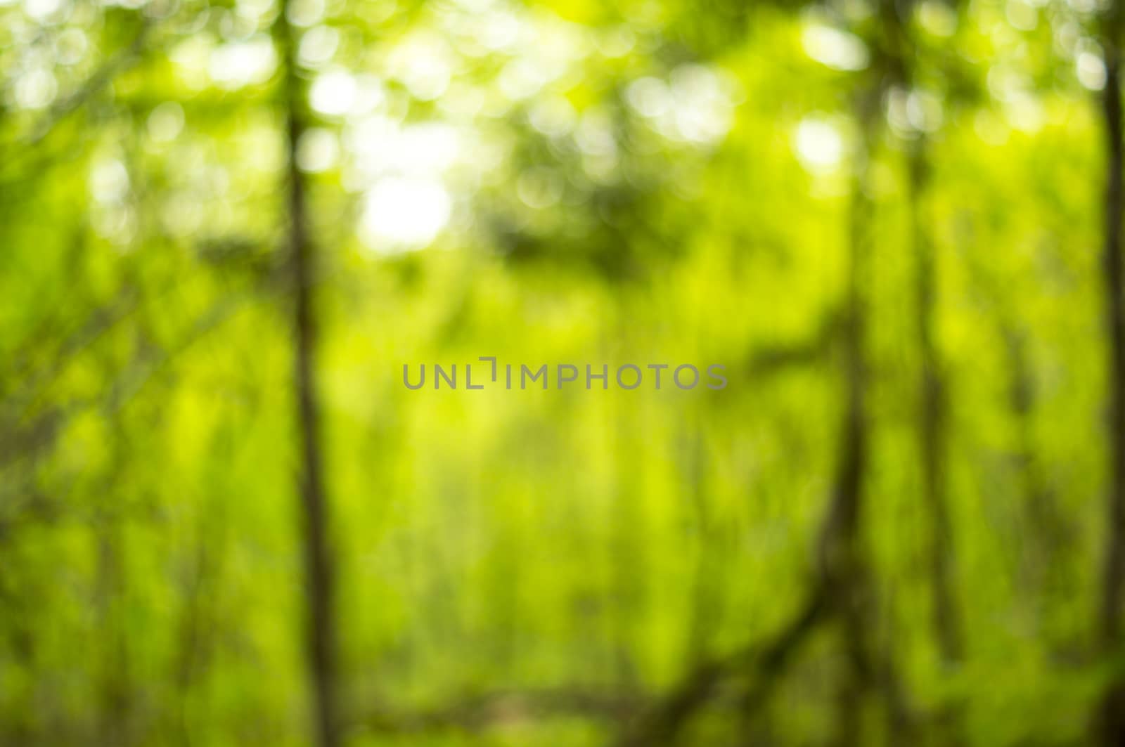Beautiful Nature Bokeh.Blurred background. For your commercial and editorial use. by serhii_lohvyniuk