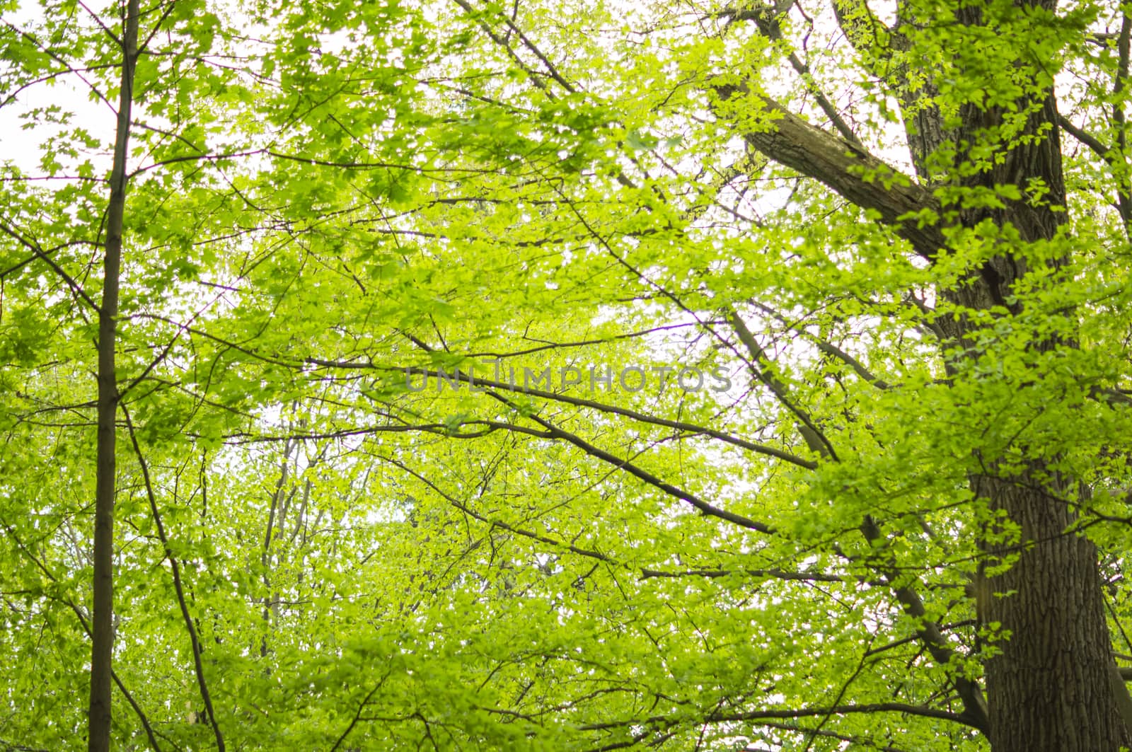 beautiful green forest. For your commercial and editorial use