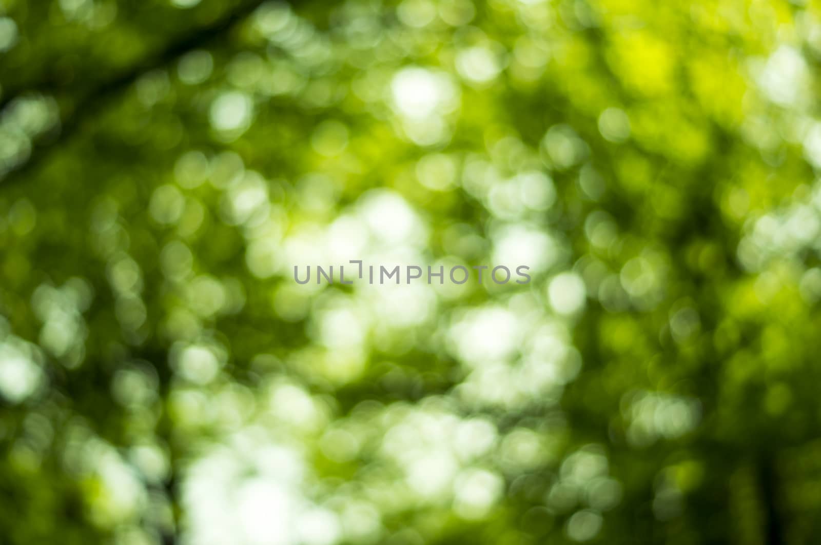 Beautiful Nature Bokeh.Blurred background. For your commercial and editorial use by serhii_lohvyniuk