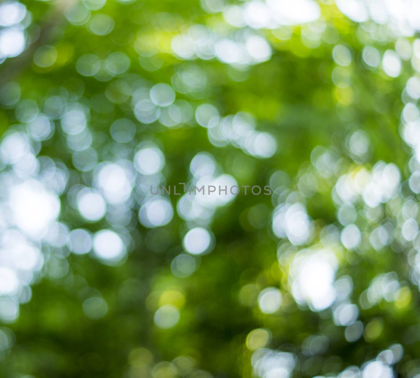 Beautiful Nature Bokeh.Blurred background by serhii_lohvyniuk