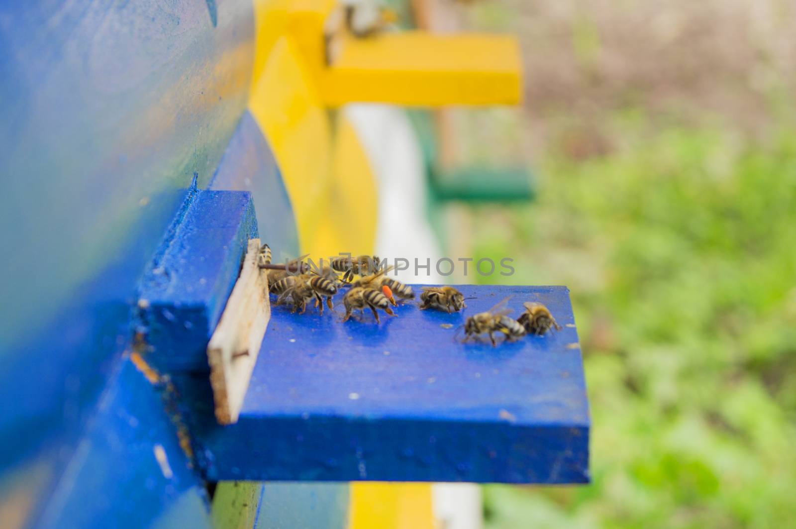 Honey bee hives by serhii_lohvyniuk