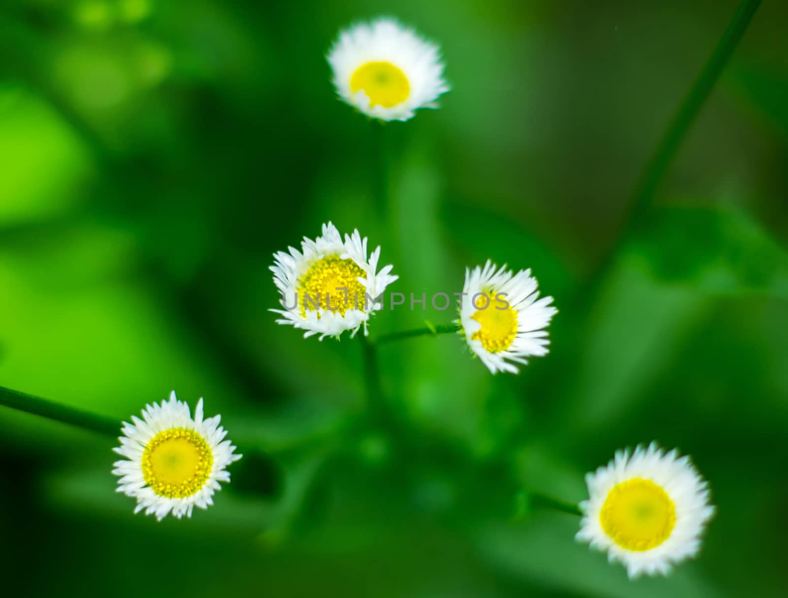 Annual fleabane by serhii_lohvyniuk