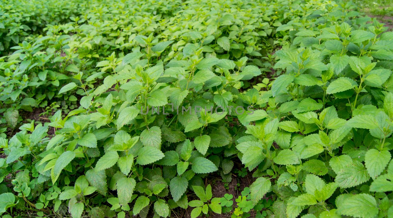 Fresh green Melissa Lemon balm background. For your commercial and editorial use.