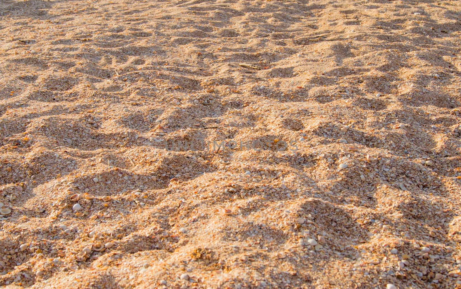 beach sand background. For your commercial and editorial use.