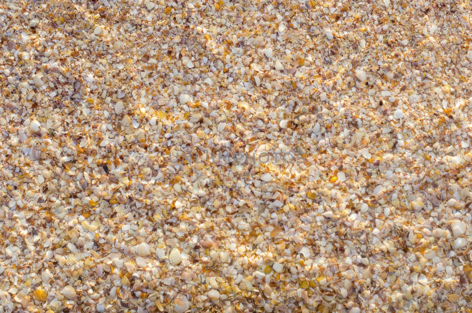 Seashells on the beach. For your commercial and editorial use.