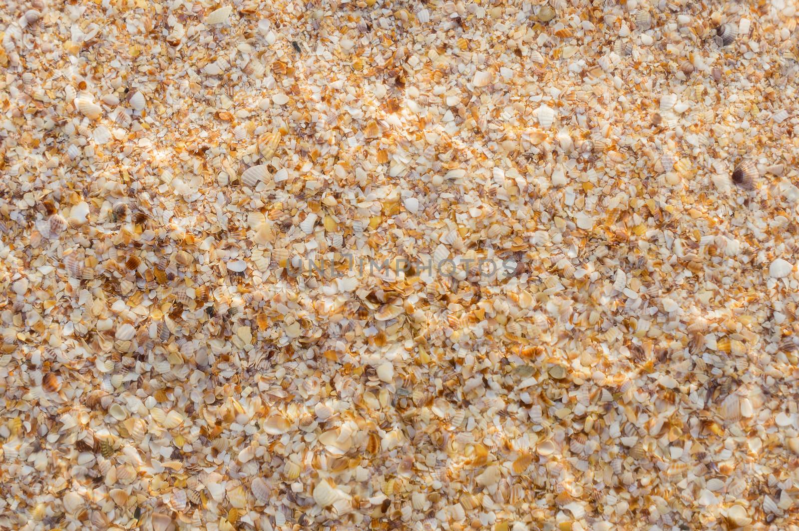 Seashells on the beach. For your commercial and editorial use.