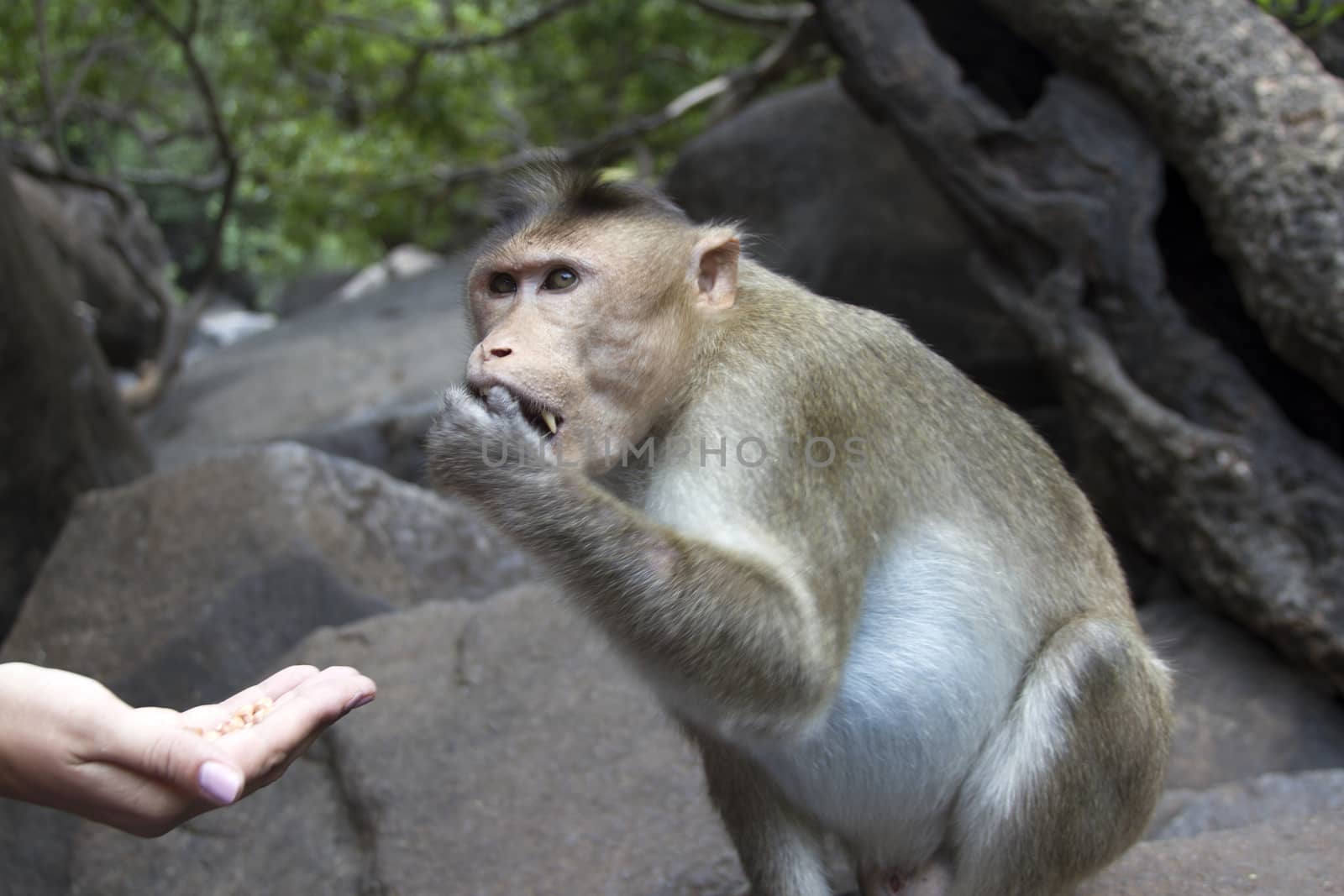 Portrait of a young Macaque taking on food with his hands. India Goa by mcherevan