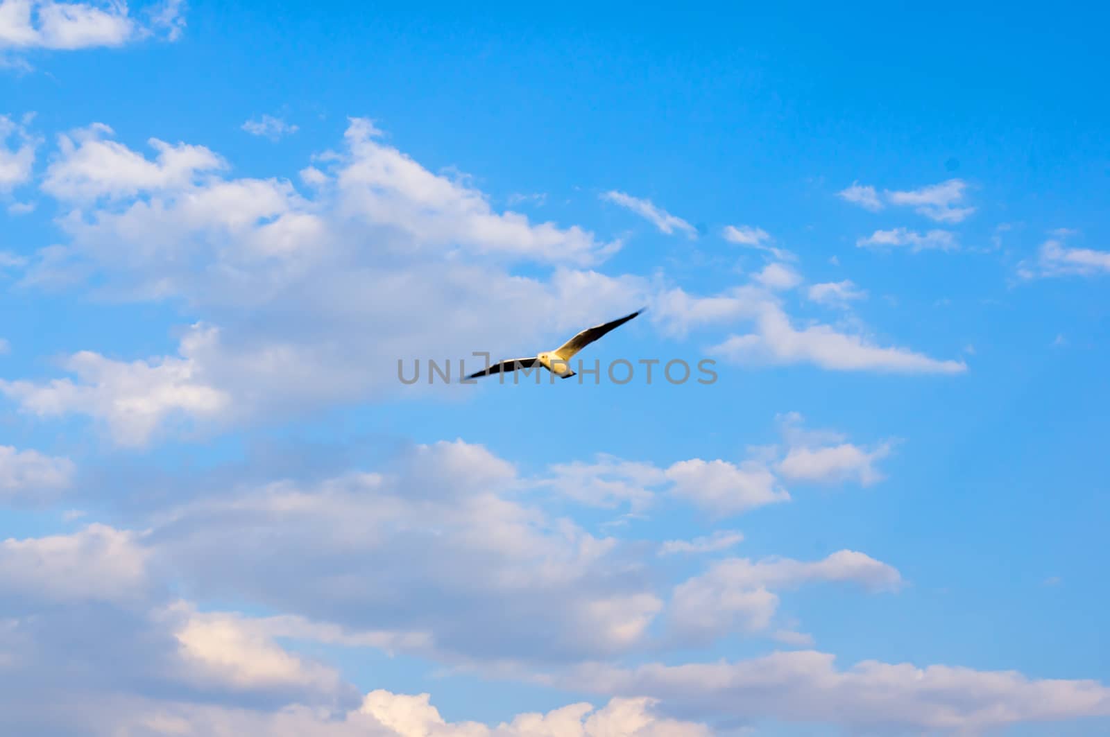 A seagull, soaring in the blue sky. For your commercial and editorial use.