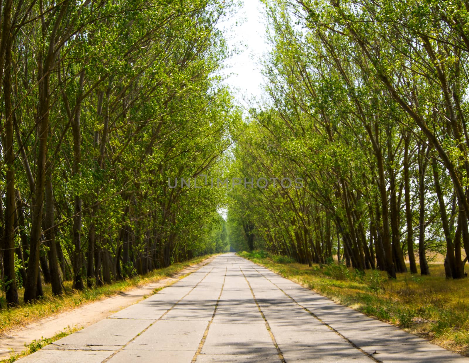 Country road running through tree alley by serhii_lohvyniuk