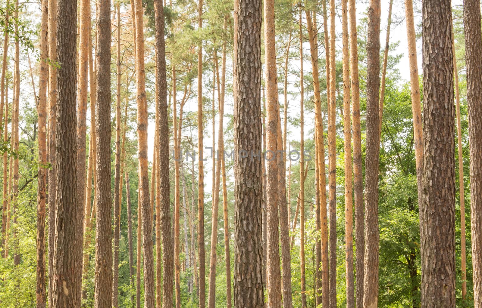 Autumn pinewood by serhii_lohvyniuk
