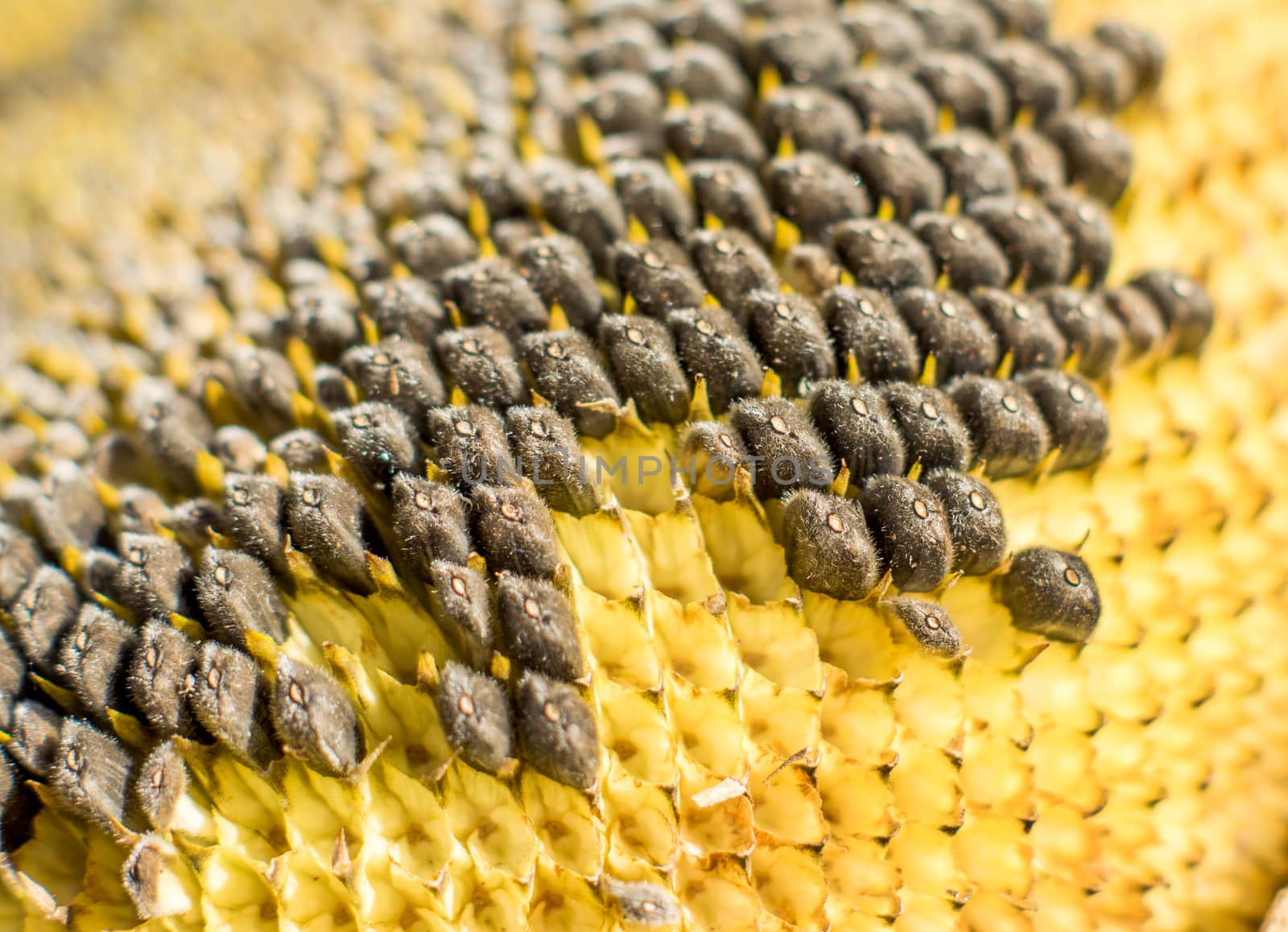 Sunflower with Black Seeds Close-Up by serhii_lohvyniuk