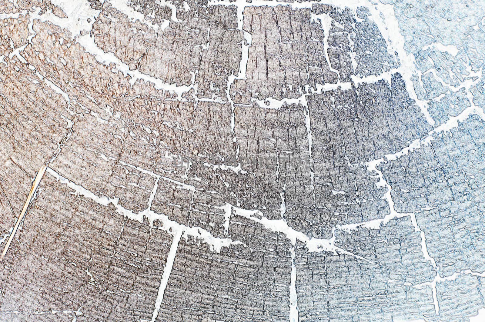 close-up wooden cut texture. For your commercial and editorial use.