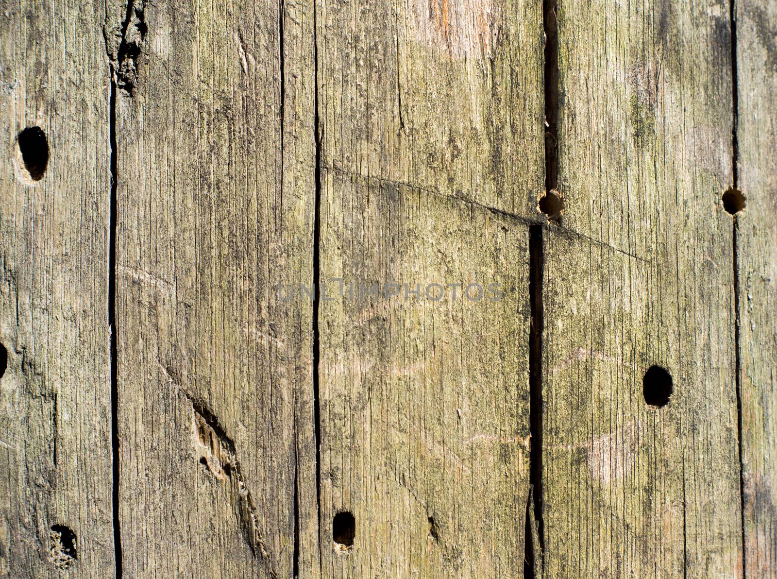 abstract background tree bark texture. For your commercial and editorial use.