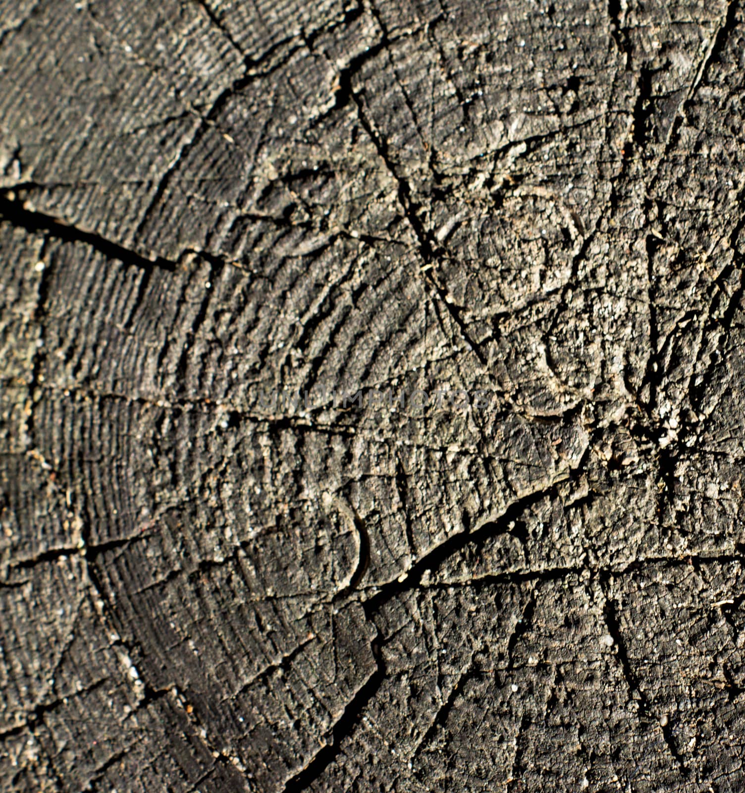 close-up wooden cut texture by serhii_lohvyniuk