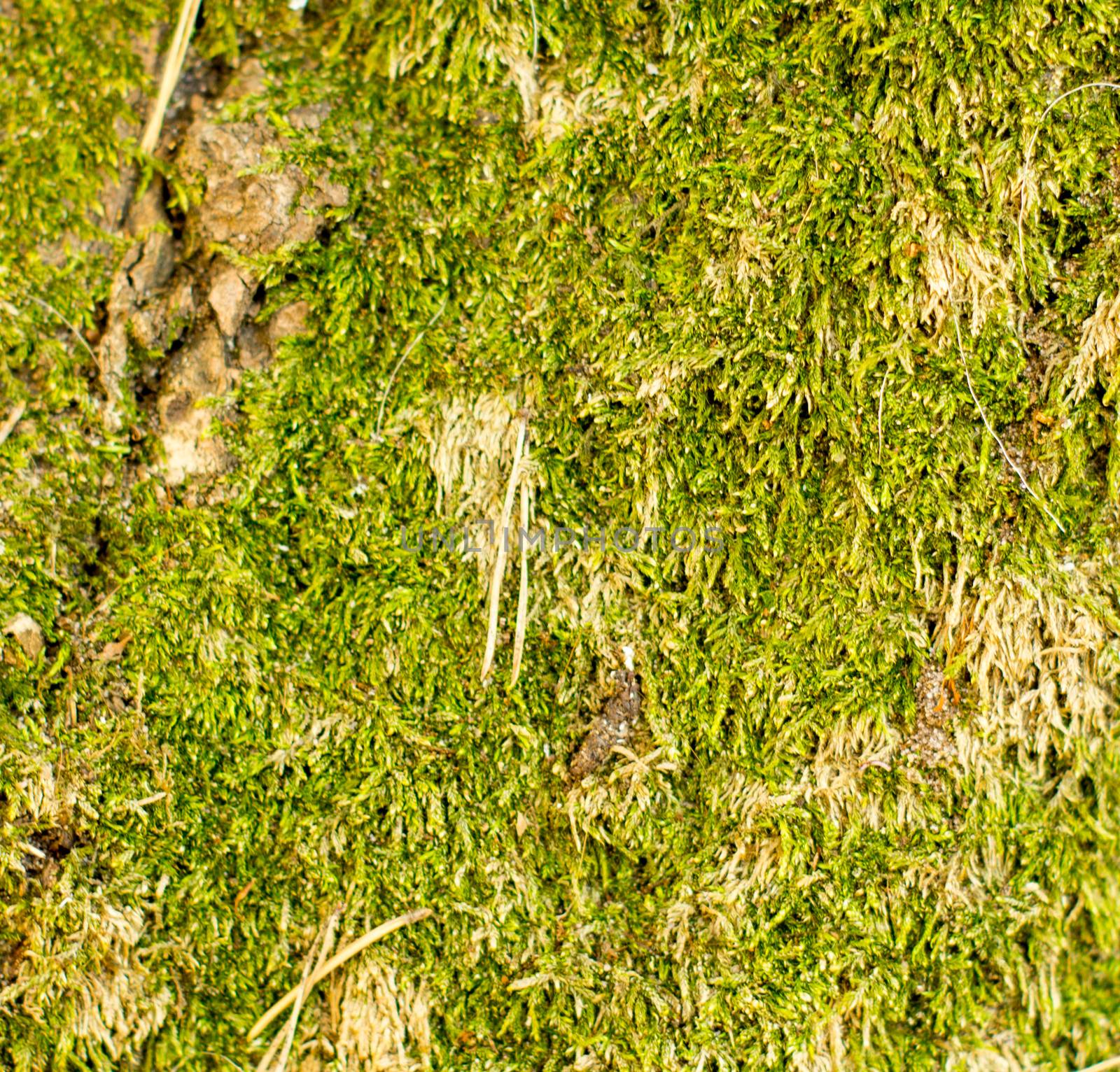 moss. For your commercial and editorial use.