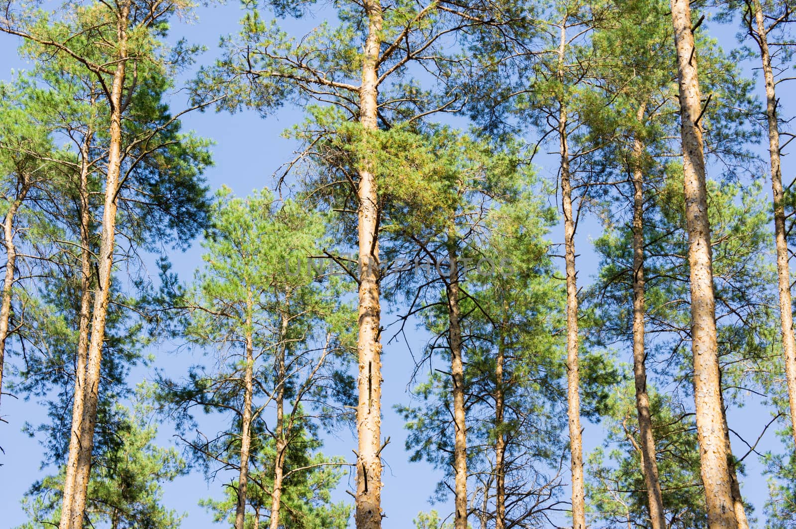 Pinewood or Sky in the forest. For your commercial and editorial use.