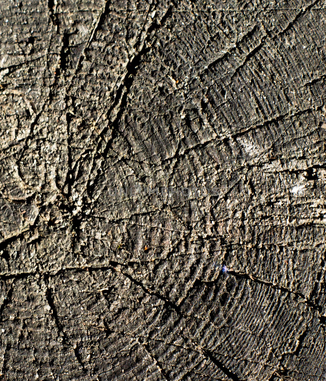 close-up wooden cut texture by serhii_lohvyniuk