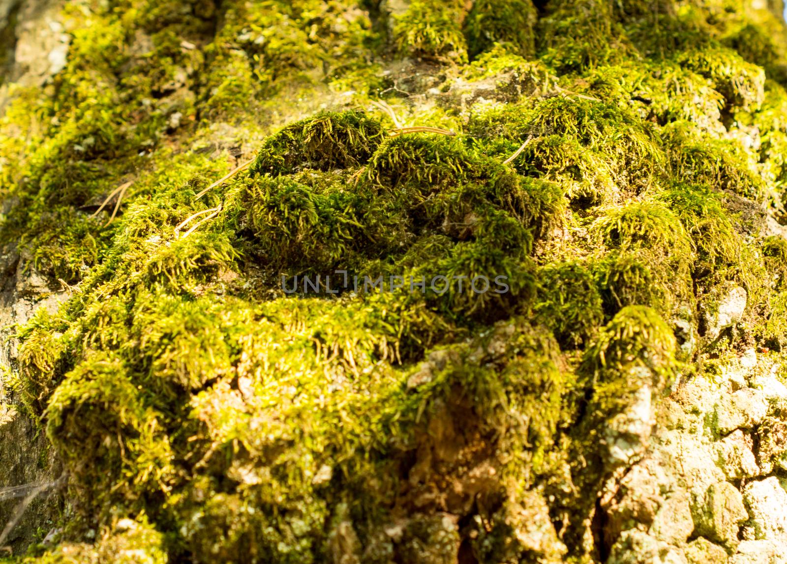 moss. For your commercial and editorial use by serhii_lohvyniuk