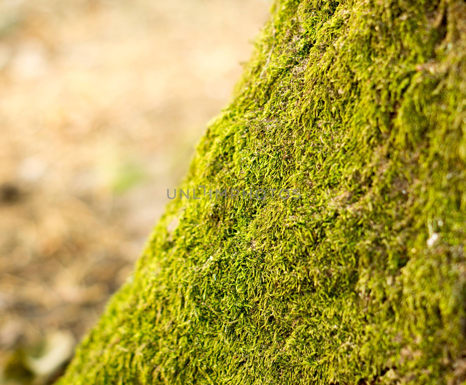 moss. For your commercial and editorial use by serhii_lohvyniuk