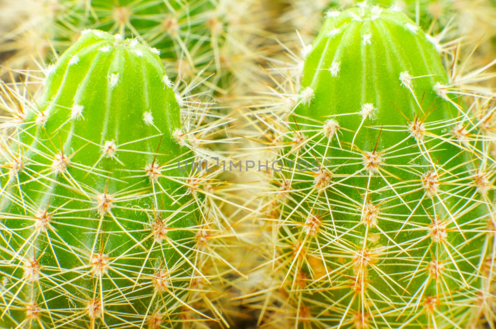 cactus close up by serhii_lohvyniuk
