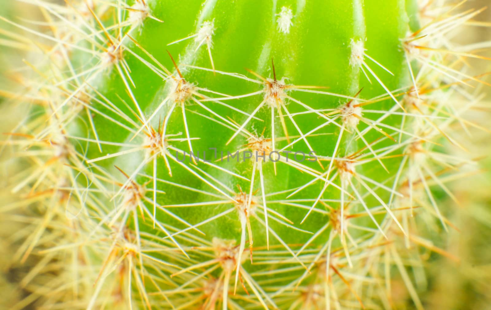 Close up cactus texture detail by serhii_lohvyniuk