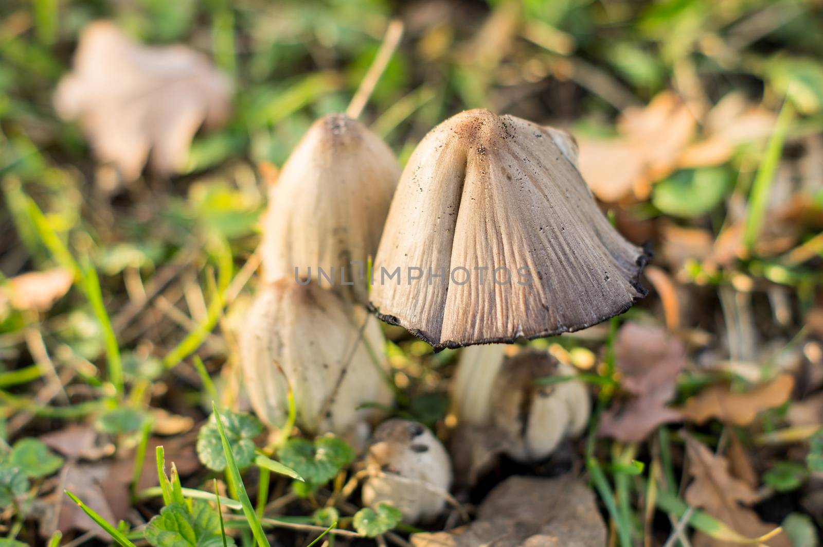 poisonous mushroom. For your commercial and editorial use.