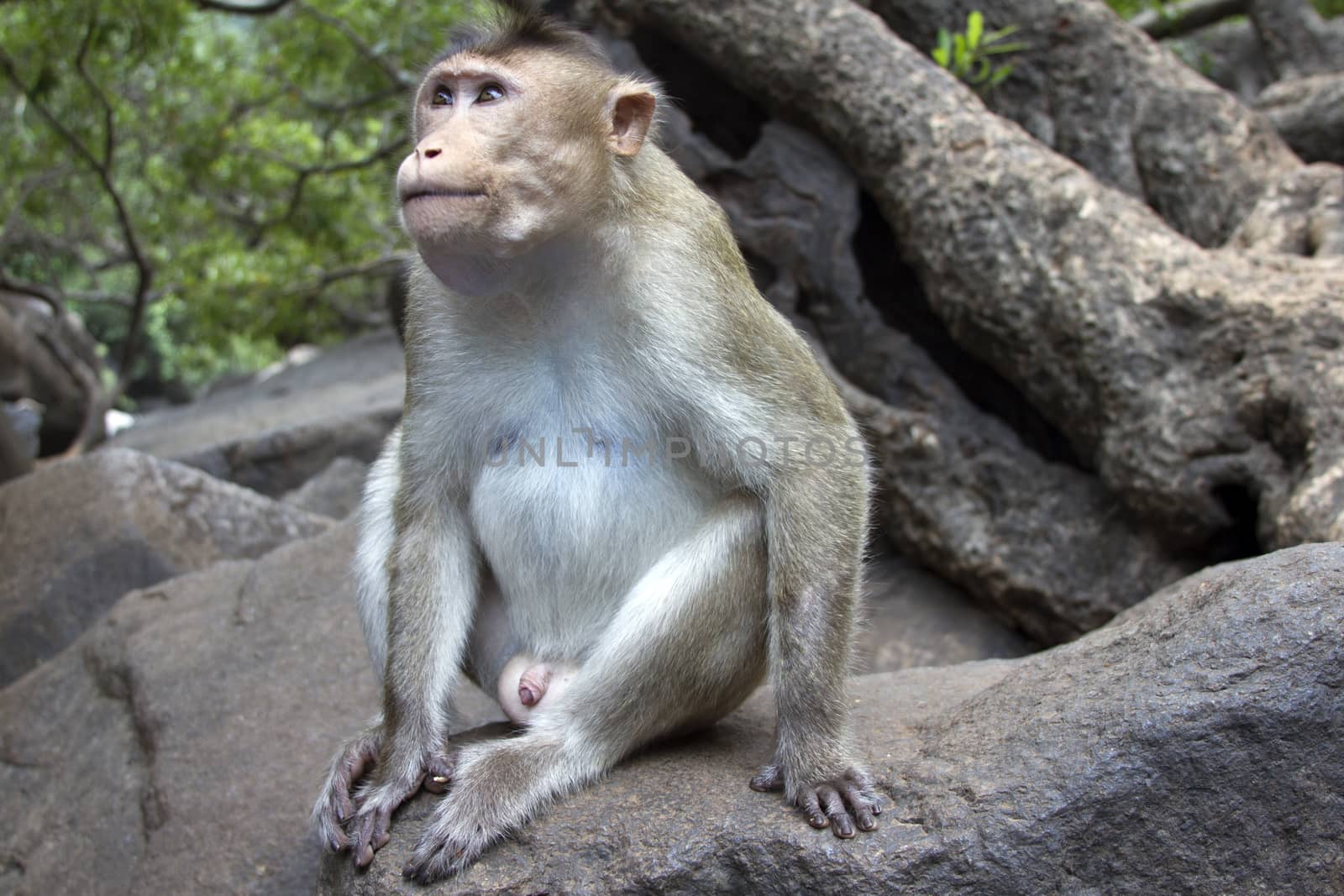 Portrait of a young Macaque closely tracking the order what is happening around. India Goa.