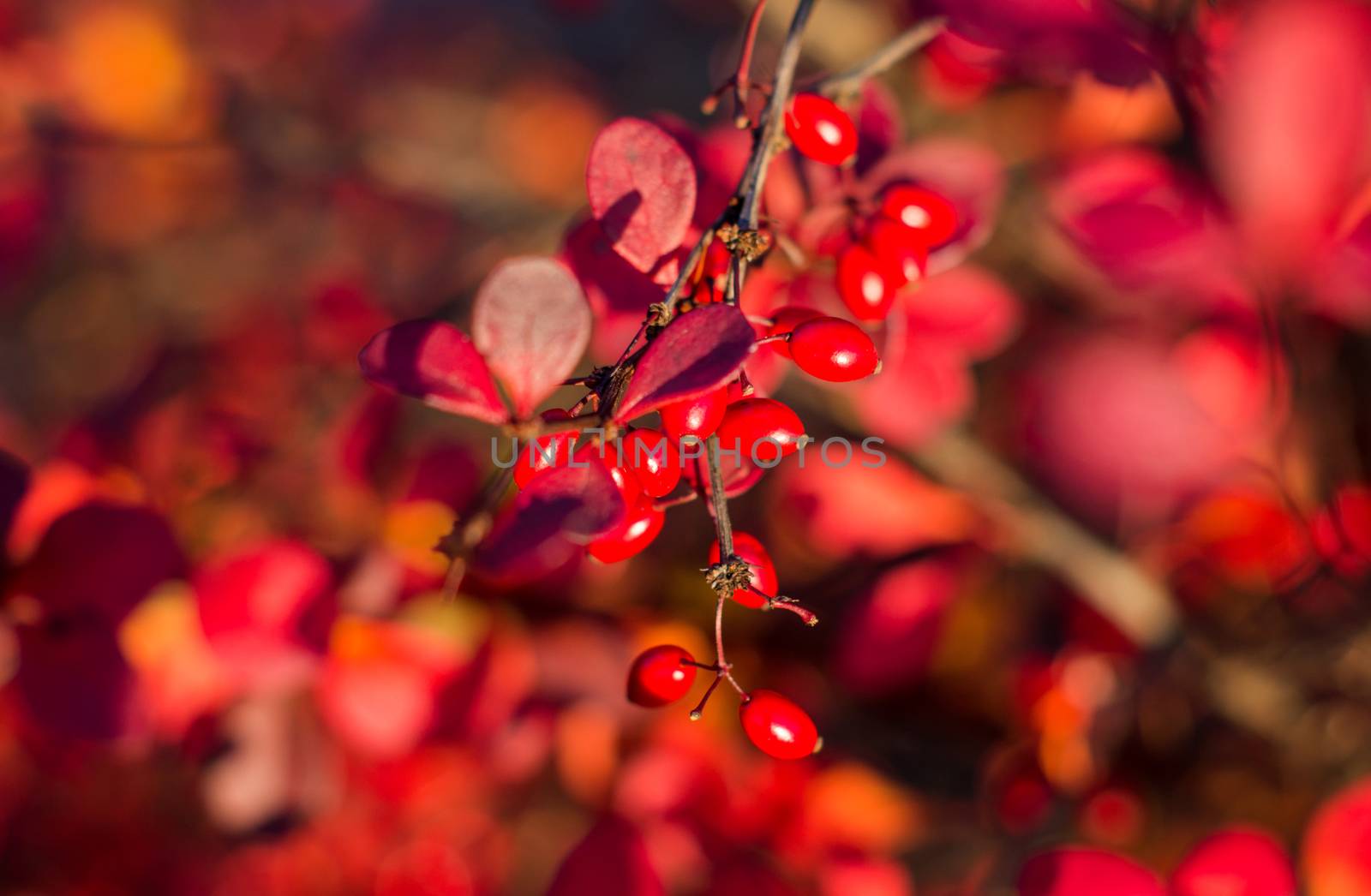 A branch of the ripe berries of barberry. For your commercial and editorial use.