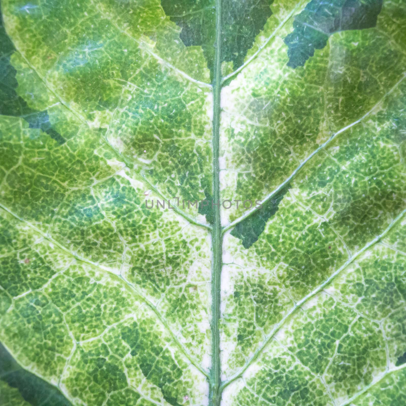 Close up natural green leaf background texture by nopparats