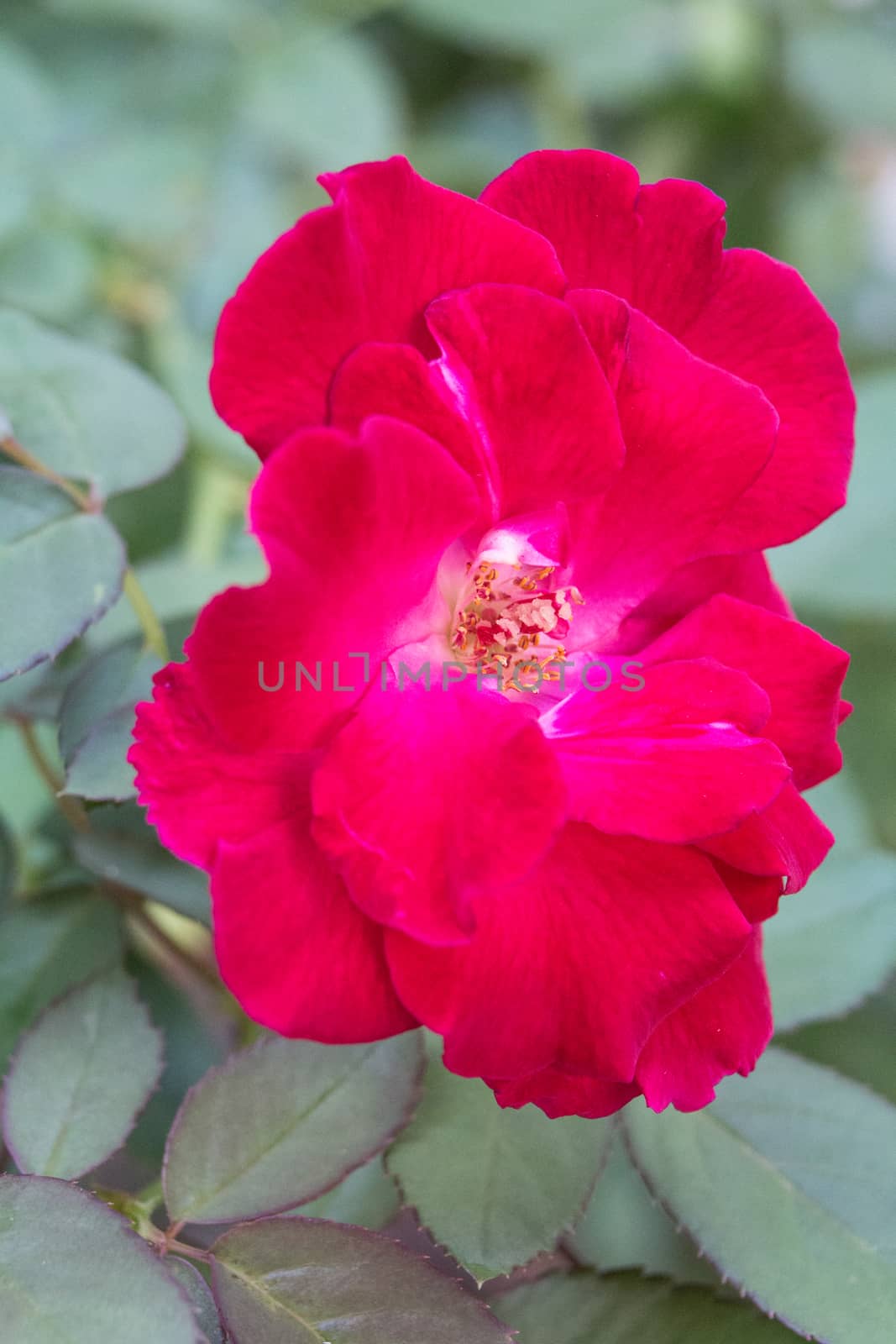 Close up of old rose flower .