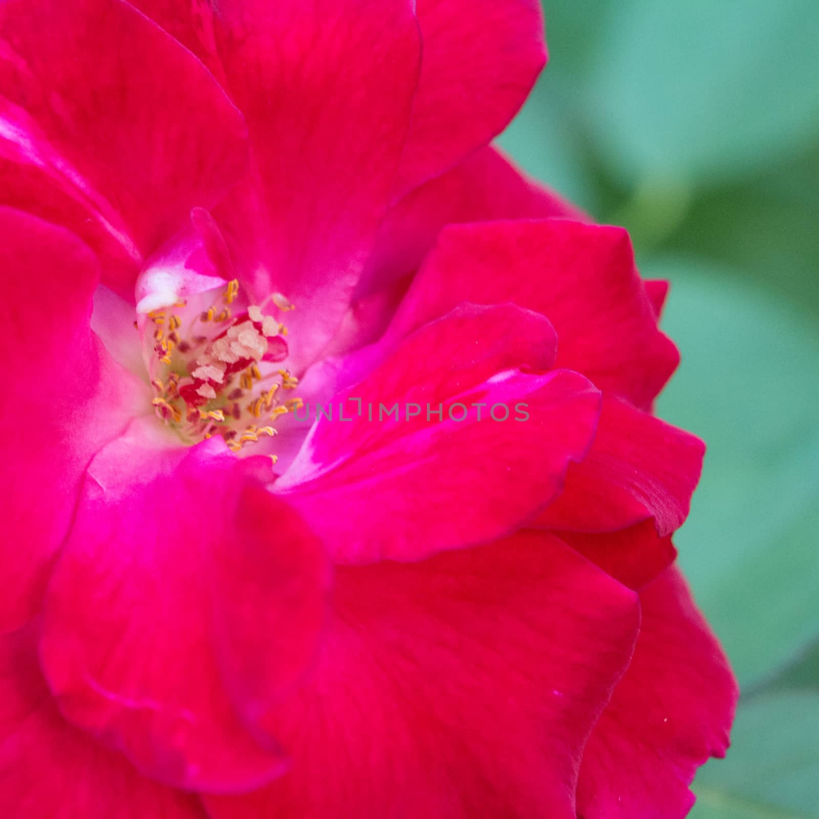 Close up of old rose flower .